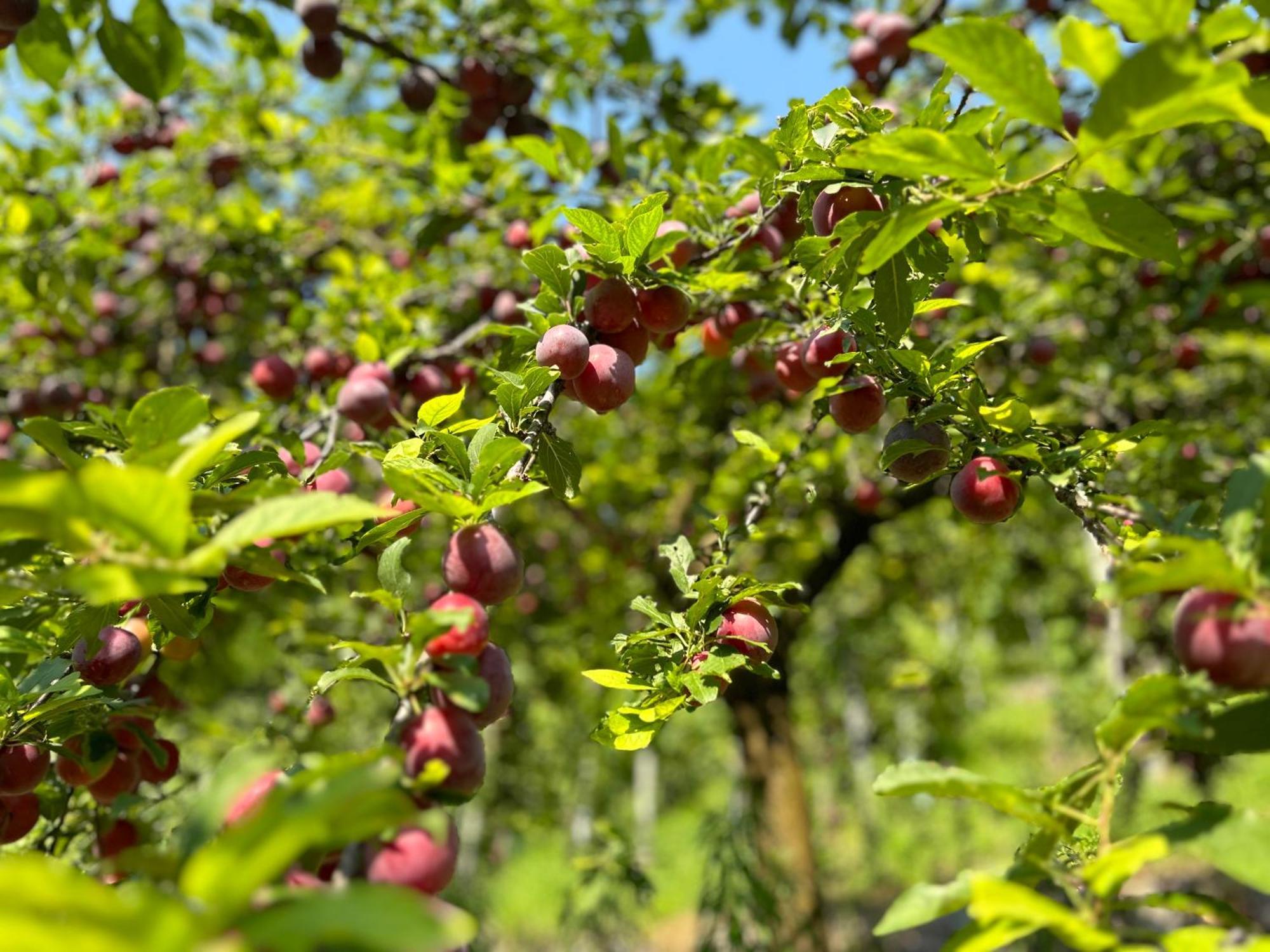 צ'מברה Agriturismo Valfraja מראה חיצוני תמונה