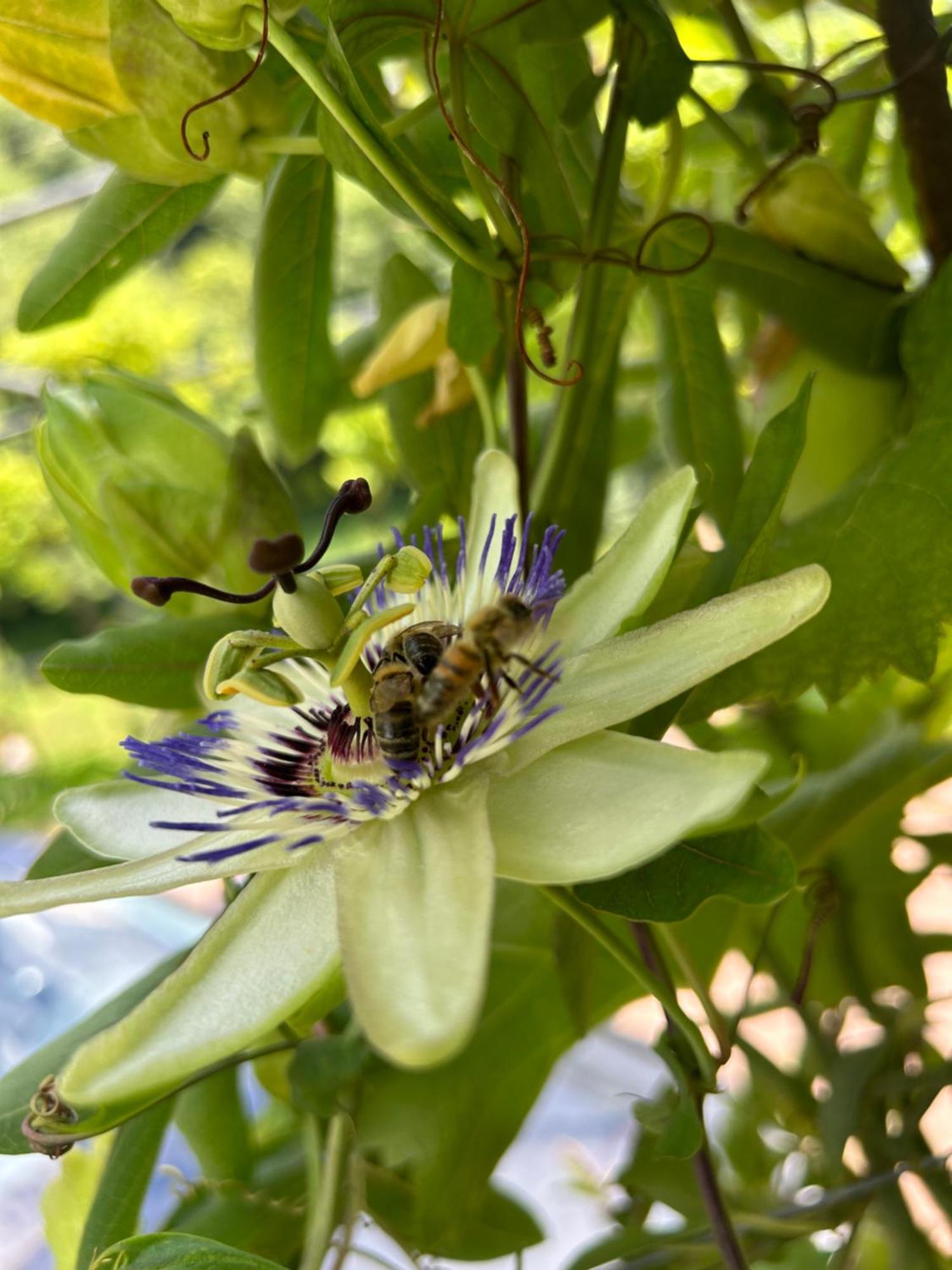 צ'מברה Agriturismo Valfraja מראה חיצוני תמונה
